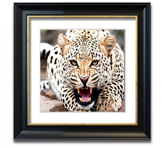 Amazing Cheetah Square Framed Print showcasing a detailed cheetah artwork in a stylish frame.