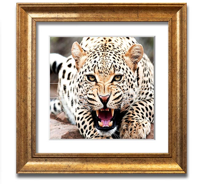 Amazing Cheetah Square Framed Print showcasing a detailed cheetah artwork in a stylish frame.