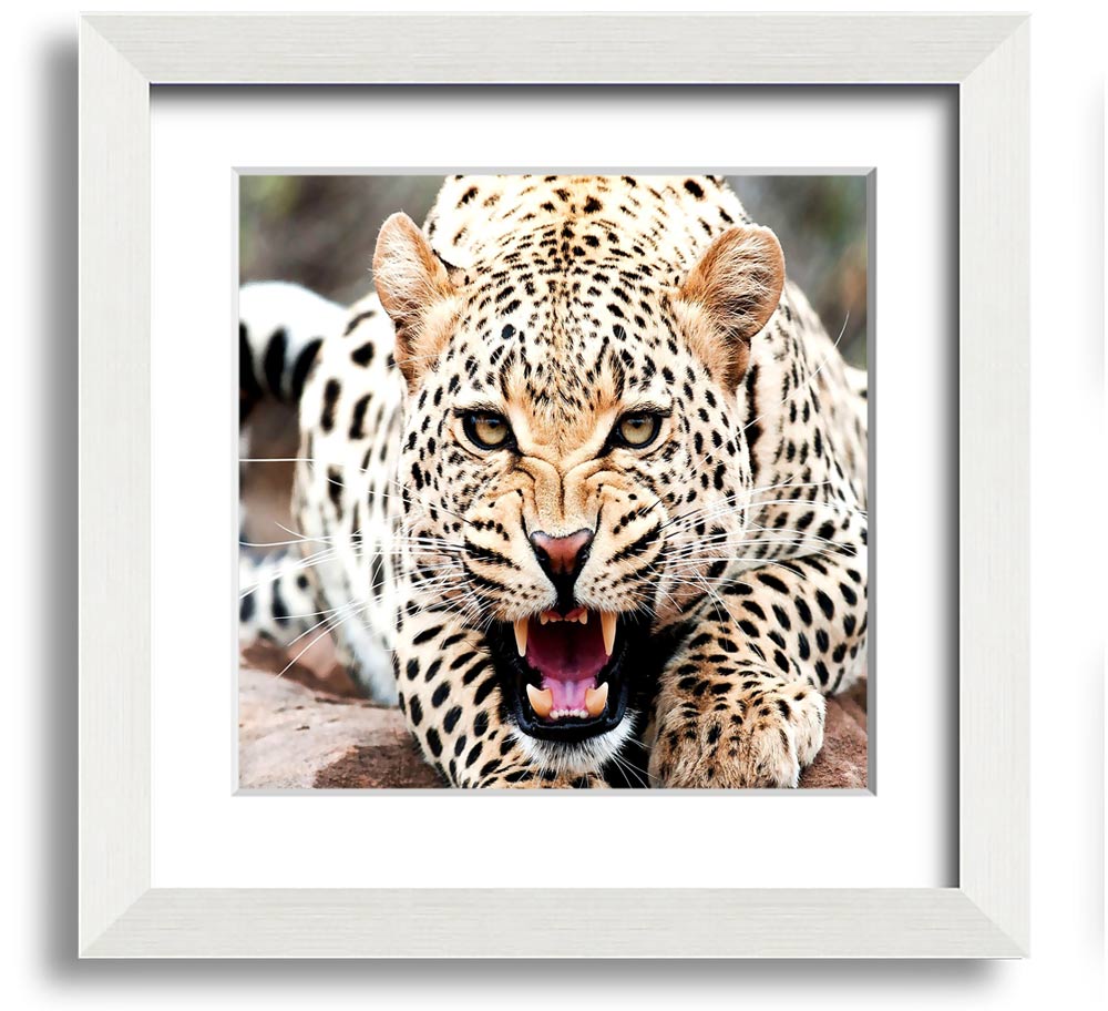 Amazing Cheetah Square Framed Print showcasing a detailed cheetah artwork in a stylish frame.