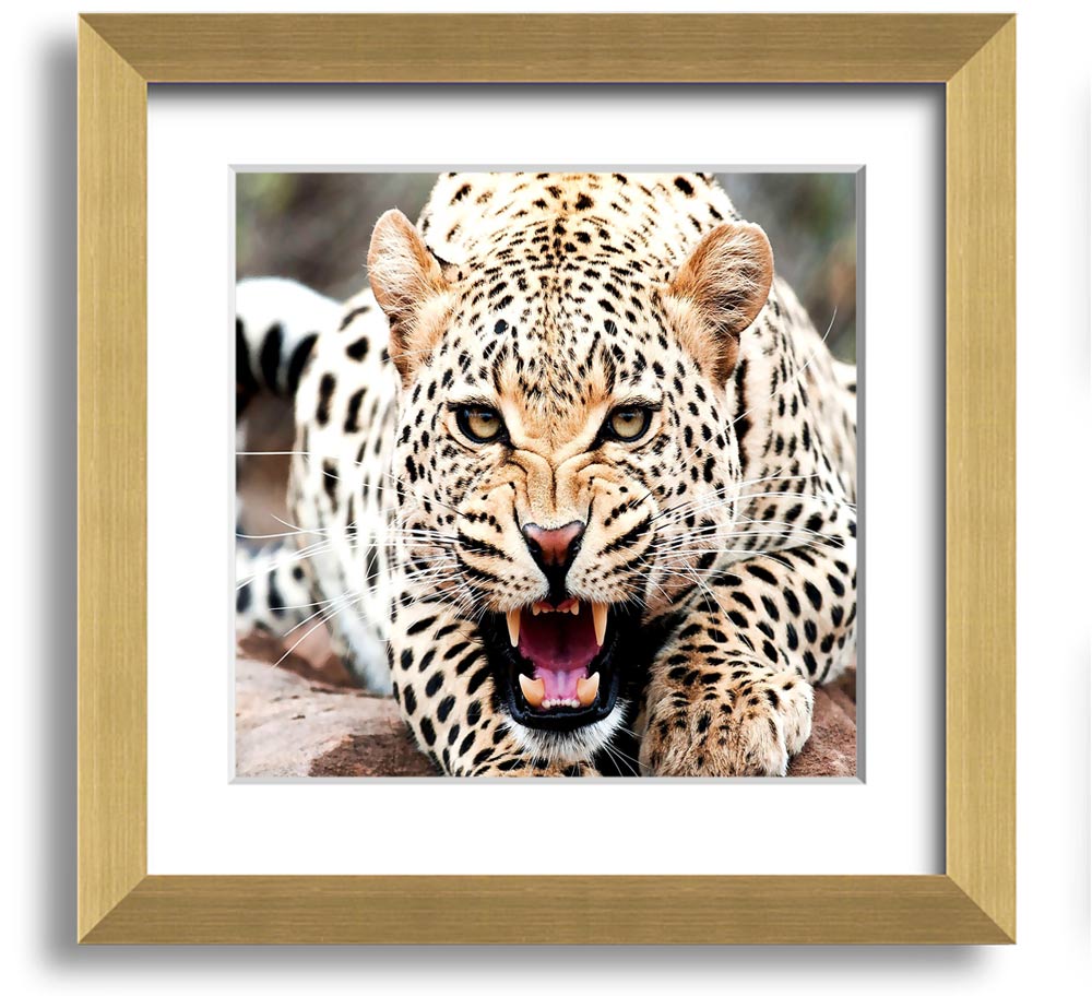 Amazing Cheetah Square Framed Print showcasing a detailed cheetah artwork in a stylish frame.