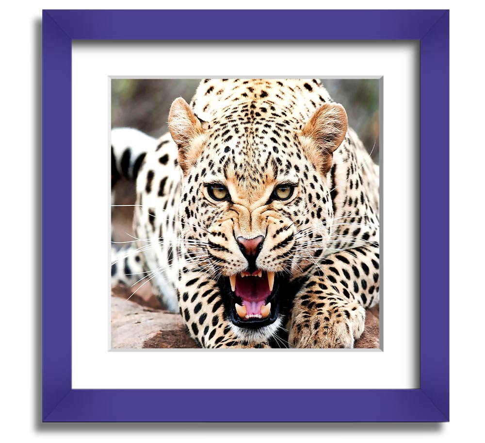 Amazing Cheetah Square Framed Print showcasing a detailed cheetah artwork in a stylish frame.