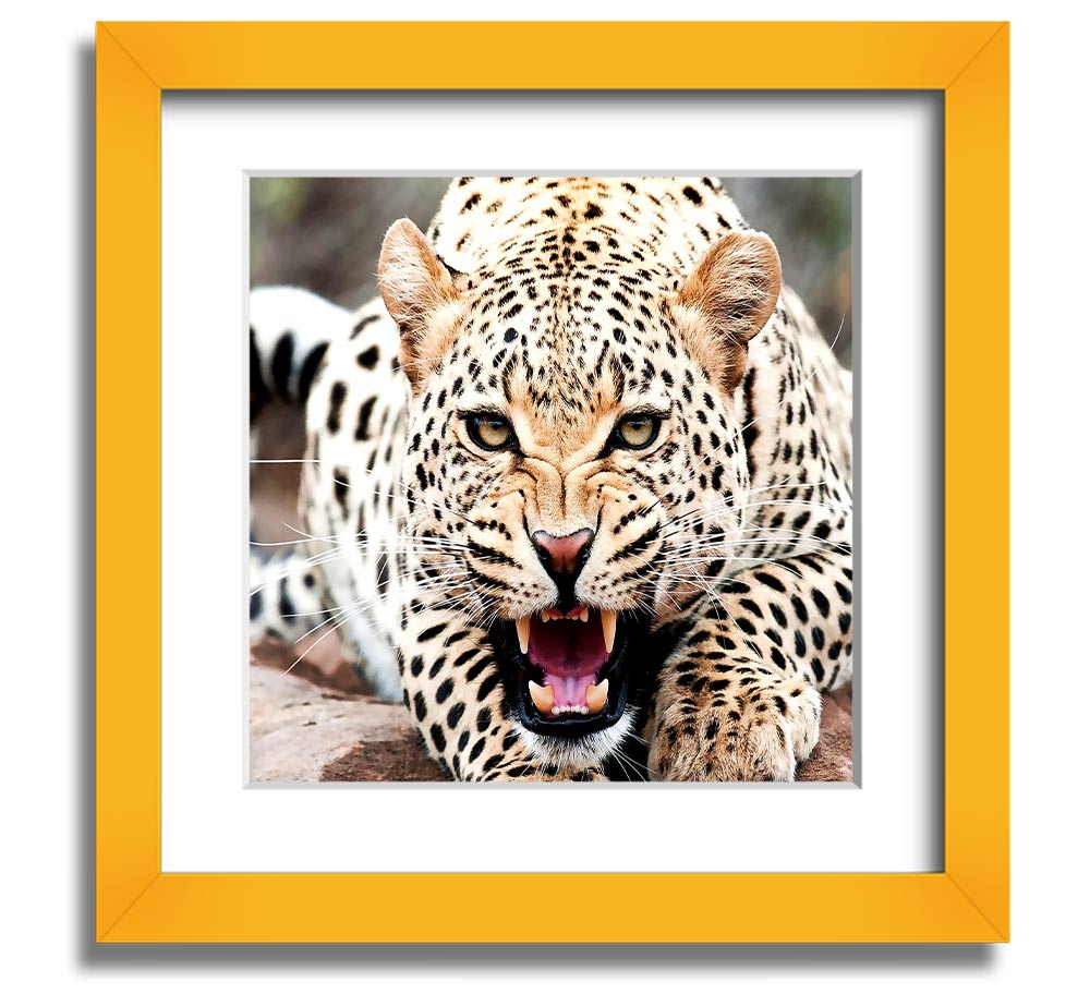 Amazing Cheetah Square Framed Print showcasing a detailed cheetah artwork in a stylish frame.