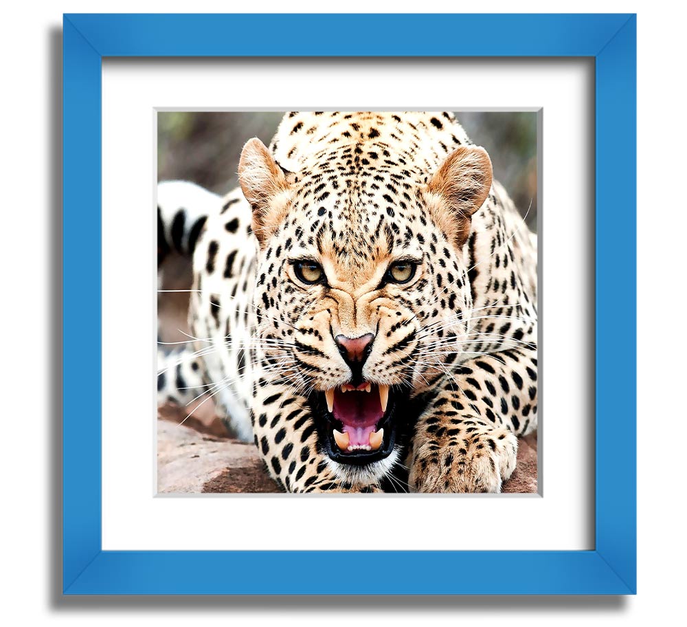 Amazing Cheetah Square Framed Print showcasing a detailed cheetah artwork in a stylish frame.