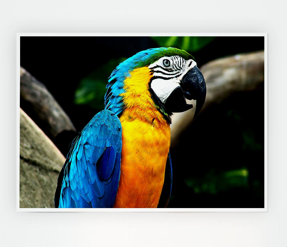 A vibrant Amazing Parrot poster printed on high-quality canvas, showcasing colorful parrot artwork.