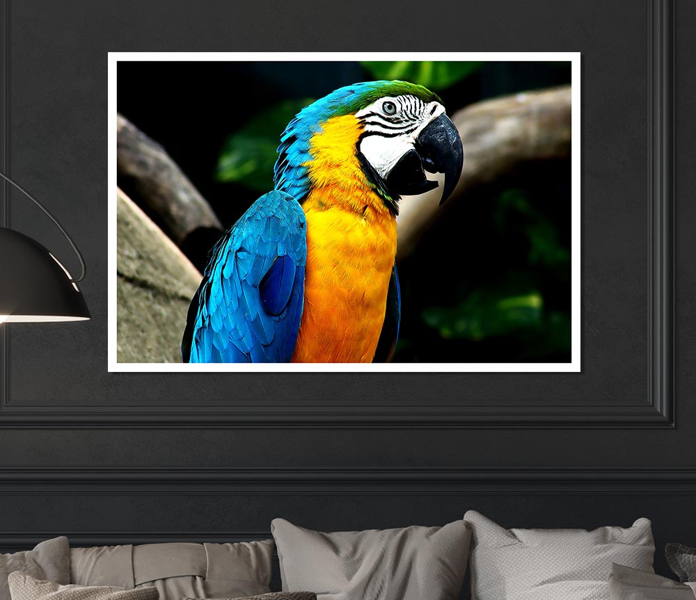 A vibrant Amazing Parrot poster printed on high-quality canvas, showcasing colorful parrot artwork.