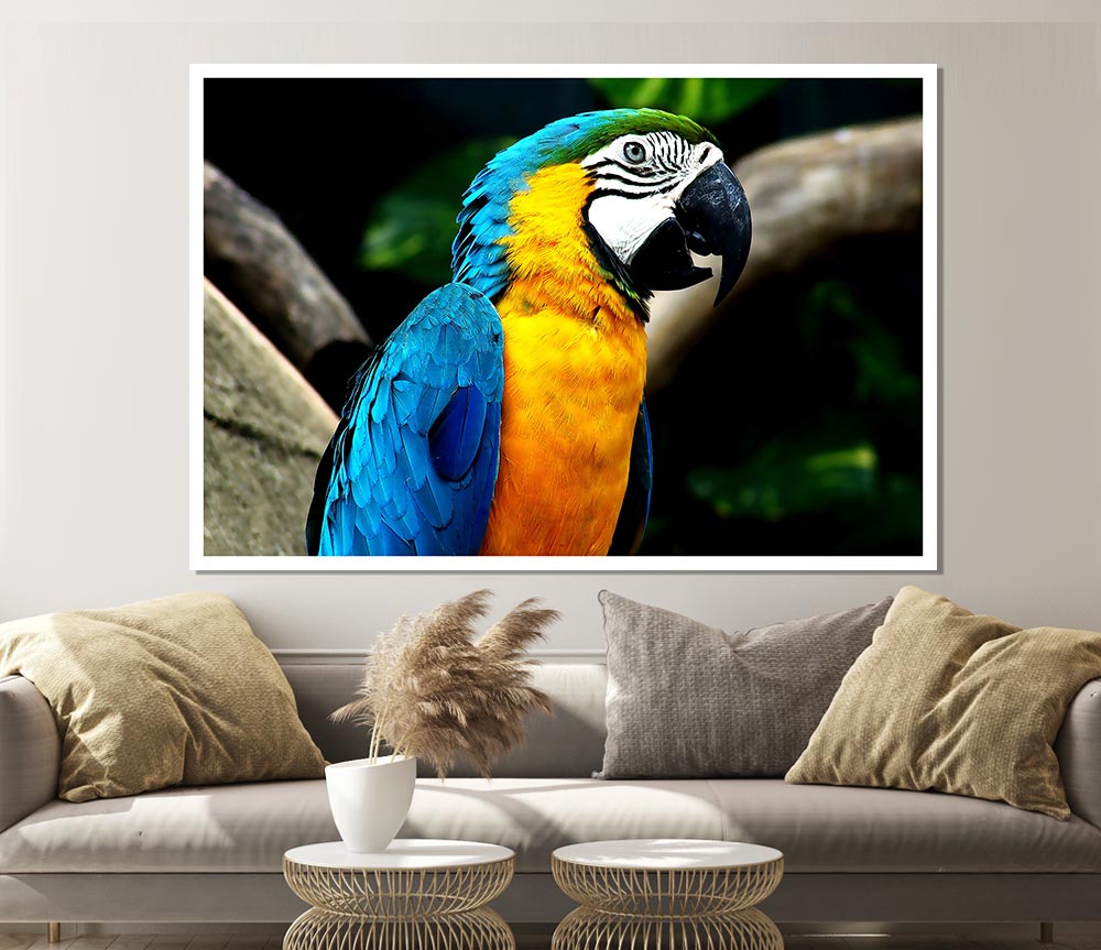 A vibrant Amazing Parrot poster printed on high-quality canvas, showcasing colorful parrot artwork.