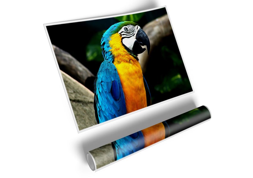 A vibrant Amazing Parrot poster printed on high-quality canvas, showcasing colorful parrot artwork.