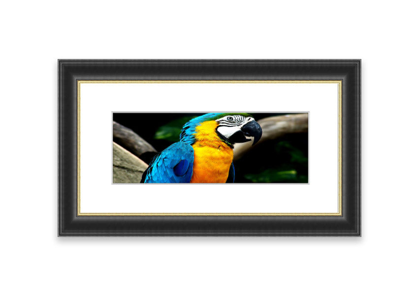 A vibrant framed print of a parrot, showcasing its colorful feathers, available in various frame colors.