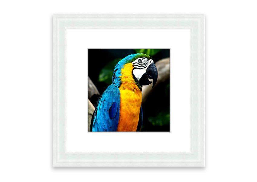 A vibrant framed print of a parrot, showcasing its colorful feathers, available in various frame colors.