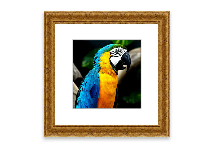 A vibrant framed print of a parrot, showcasing its colorful feathers, available in various frame colors.