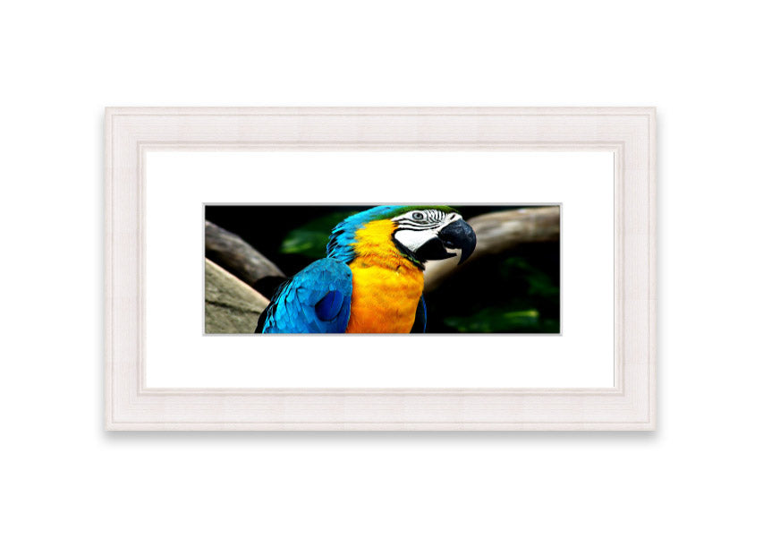 A vibrant framed print of a parrot, showcasing its colorful feathers, available in various frame colors.