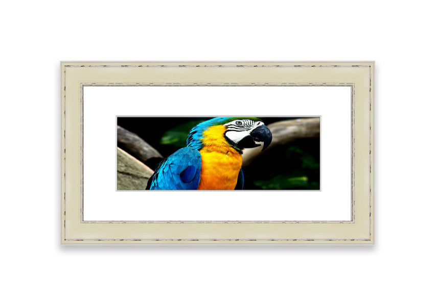 A vibrant framed print of a parrot, showcasing its colorful feathers, available in various frame colors.