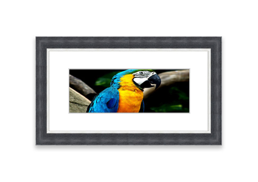 A vibrant framed print of a parrot, showcasing its colorful feathers, available in various frame colors.