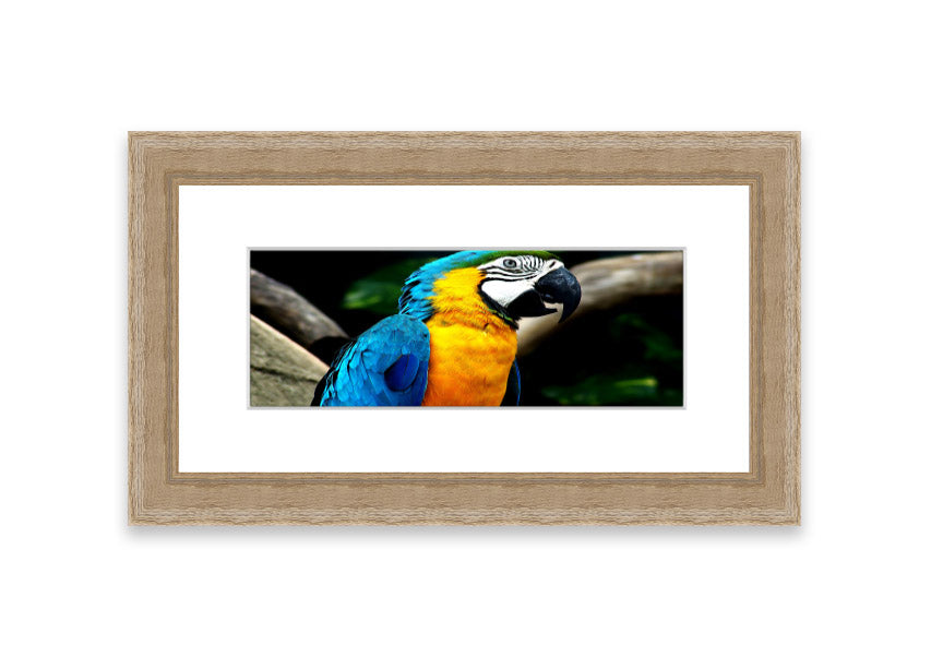 A vibrant framed print of a parrot, showcasing its colorful feathers, available in various frame colors.