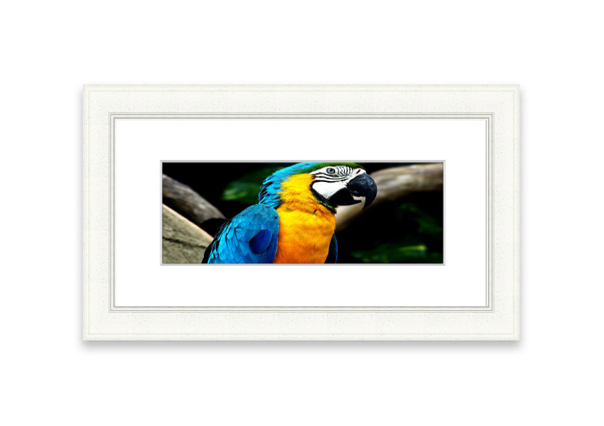 A vibrant framed print of a parrot, showcasing its colorful feathers, available in various frame colors.