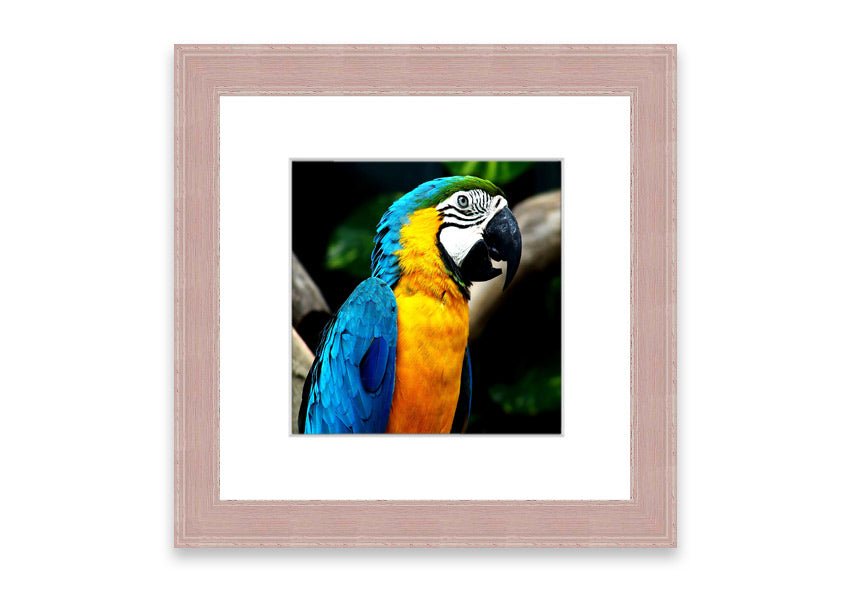 A vibrant framed print of a parrot, showcasing its colorful feathers, available in various frame colors.