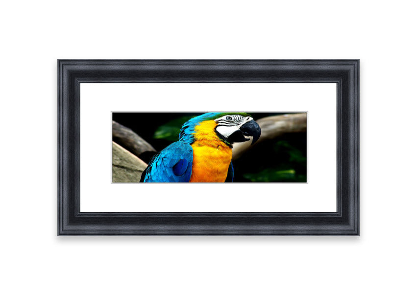 A vibrant framed print of a parrot, showcasing its colorful feathers, available in various frame colors.