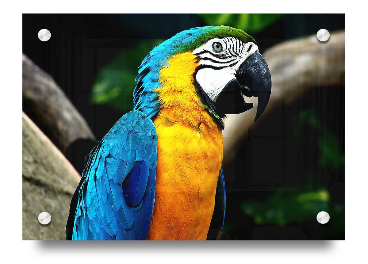 A vibrant acrylic print of a parrot, showcasing bright colors and intricate details, mounted for wall display.