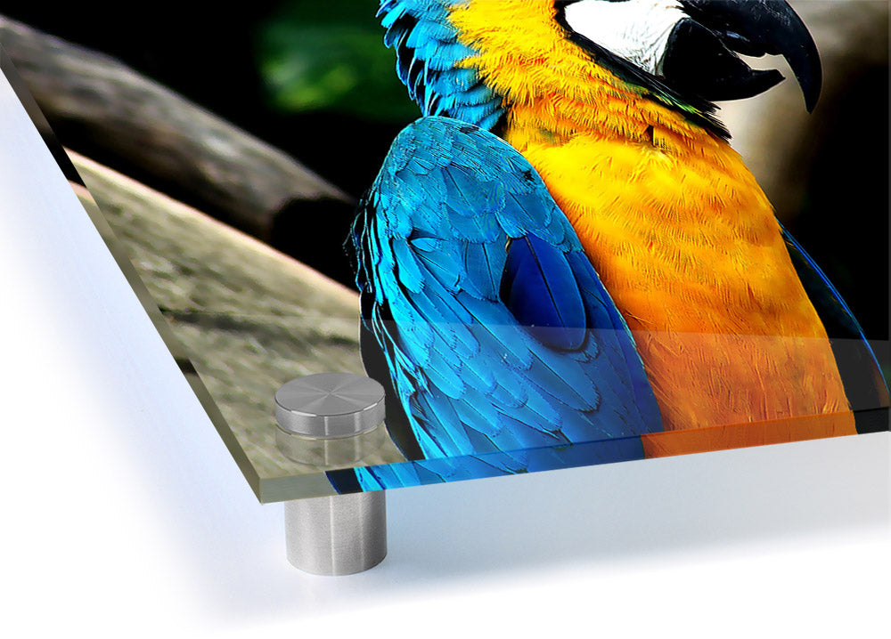 A vibrant acrylic print of a parrot, showcasing bright colors and intricate details, mounted for wall display.