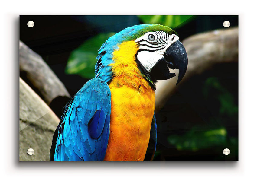 A vibrant acrylic print of a parrot, showcasing bright colors and intricate details, mounted for wall display.