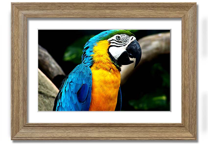 A vibrant framed print of a parrot, showcasing its colorful feathers, set in a stylish frame, ready to hang on a wall.