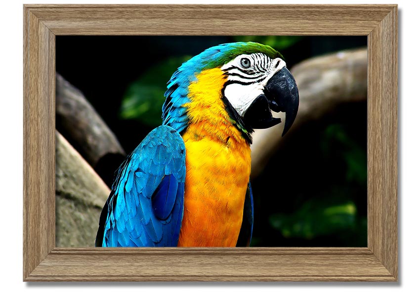 A vibrant framed print of a parrot, showcasing its colorful feathers, set in a stylish frame, ready to hang on a wall.