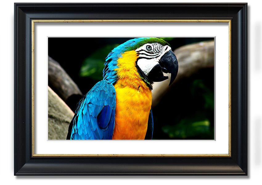 A vibrant framed print of a parrot, showcasing its colorful feathers, set in a stylish frame, ready to hang on a wall.