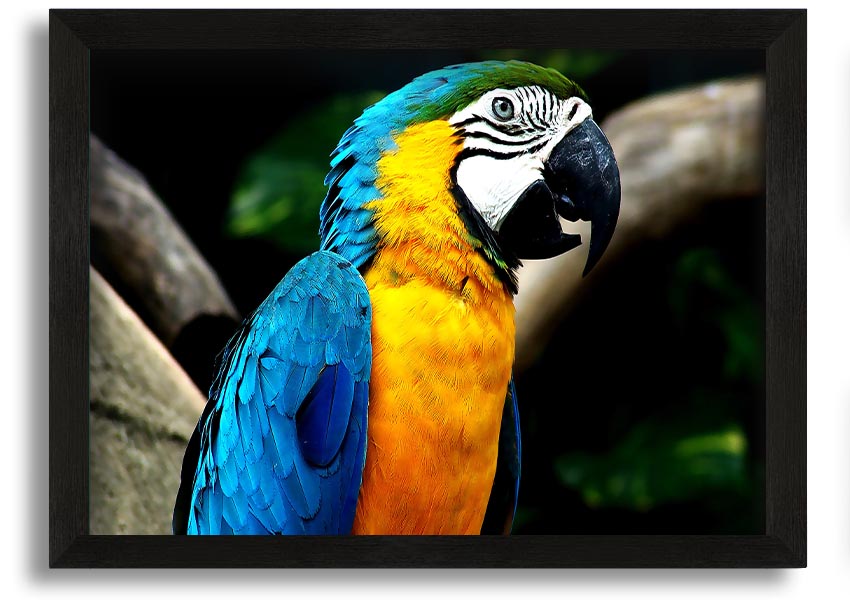 A vibrant framed print of a parrot, showcasing its colorful feathers, set in a stylish frame, ready to hang on a wall.