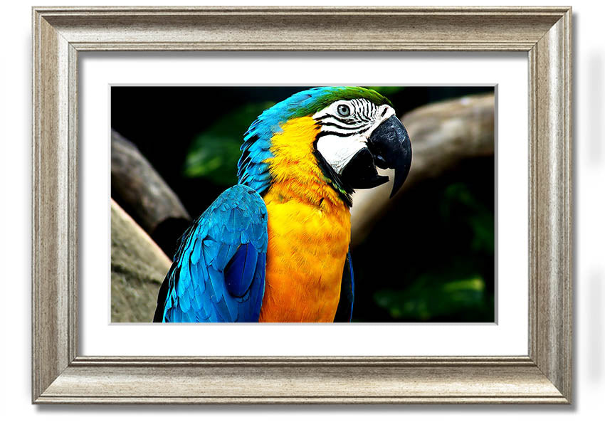 A vibrant framed print of a parrot, showcasing its colorful feathers, set in a stylish frame, ready to hang on a wall.