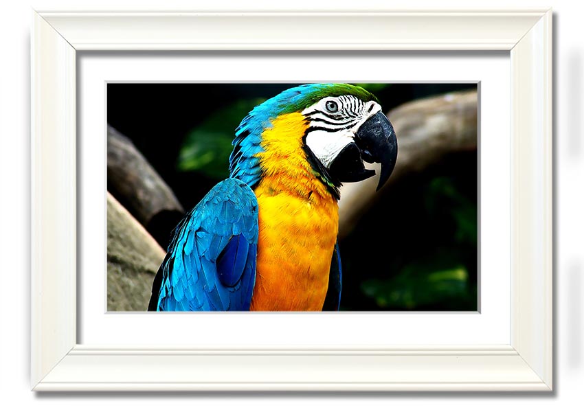 A vibrant framed print of a parrot, showcasing its colorful feathers, set in a stylish frame, ready to hang on a wall.