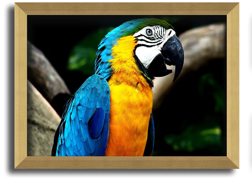 A vibrant framed print of a parrot, showcasing its colorful feathers, set in a stylish frame, ready to hang on a wall.