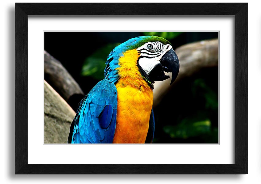 A vibrant framed print of a parrot, showcasing its colorful feathers, set in a stylish frame, ready to hang on a wall.