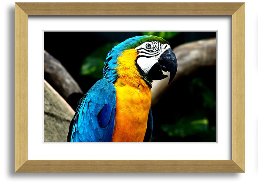 A vibrant framed print of a parrot, showcasing its colorful feathers, set in a stylish frame, ready to hang on a wall.