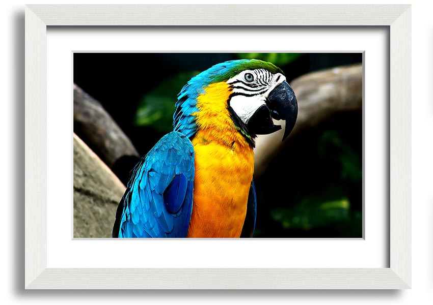 A vibrant framed print of a parrot, showcasing its colorful feathers, set in a stylish frame, ready to hang on a wall.