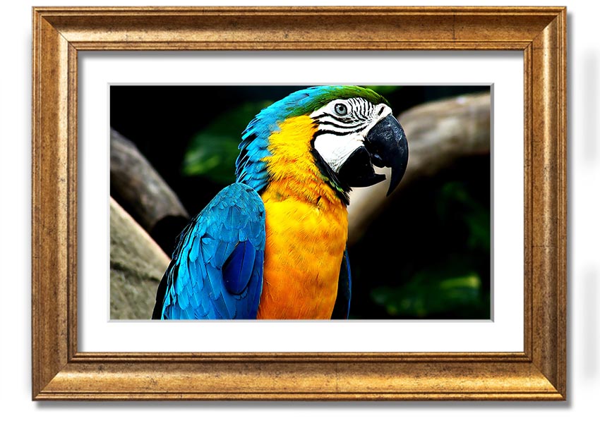 A vibrant framed print of a parrot, showcasing its colorful feathers, set in a stylish frame, ready to hang on a wall.