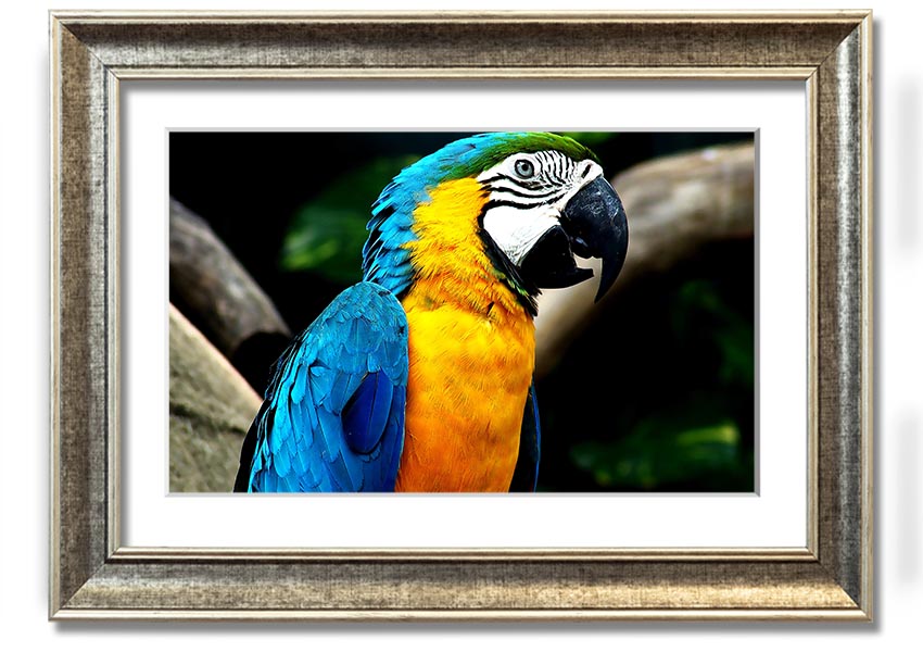 A vibrant framed print of a parrot, showcasing its colorful feathers, set in a stylish frame, ready to hang on a wall.