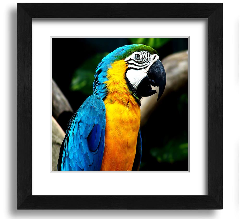 A vibrant square framed print of a parrot, showcasing detailed colors and textures, ready to hang on a wall.