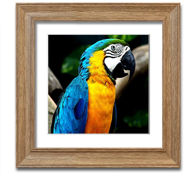 A vibrant square framed print of a parrot, showcasing detailed colors and textures, ready to hang on a wall.