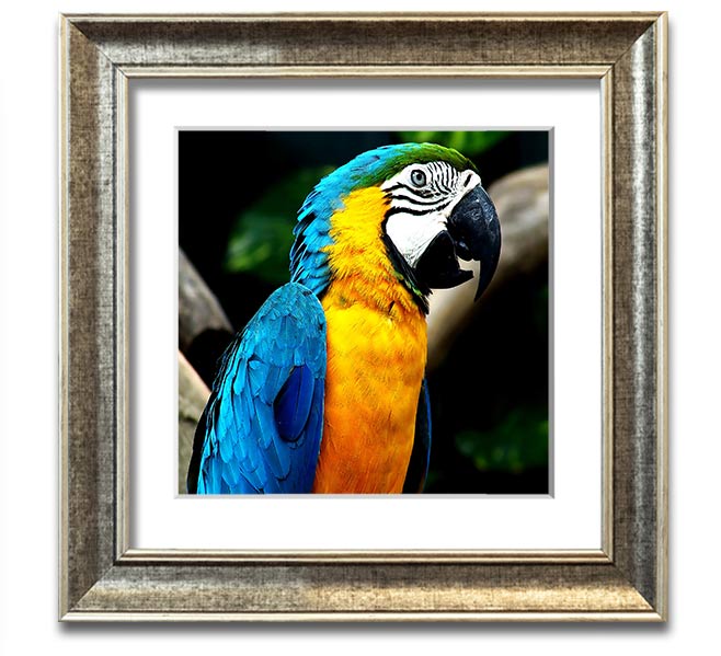 A vibrant square framed print of a parrot, showcasing detailed colors and textures, ready to hang on a wall.