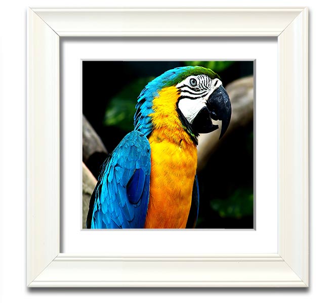 A vibrant square framed print of a parrot, showcasing detailed colors and textures, ready to hang on a wall.