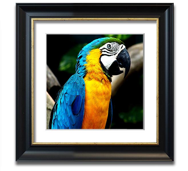 A vibrant square framed print of a parrot, showcasing detailed colors and textures, ready to hang on a wall.