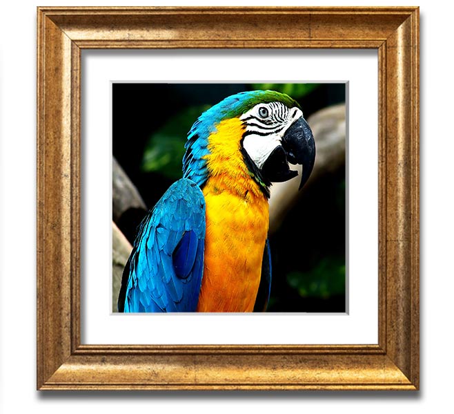 A vibrant square framed print of a parrot, showcasing detailed colors and textures, ready to hang on a wall.