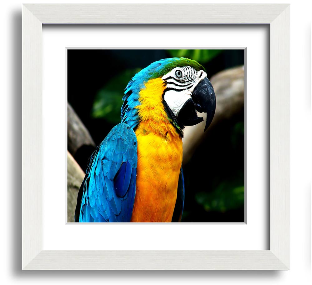 A vibrant square framed print of a parrot, showcasing detailed colors and textures, ready to hang on a wall.