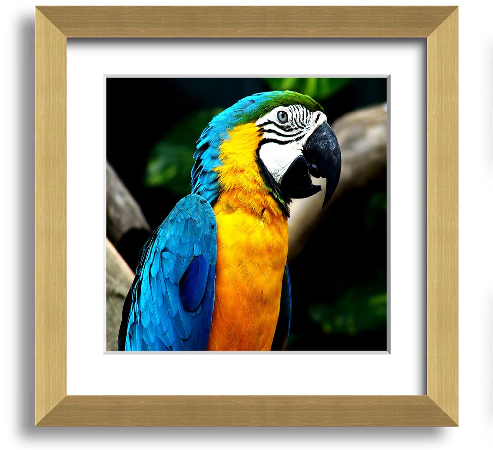 A vibrant square framed print of a parrot, showcasing detailed colors and textures, ready to hang on a wall.