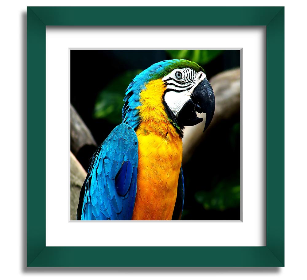 A vibrant square framed print of a parrot, showcasing detailed colors and textures, ready to hang on a wall.