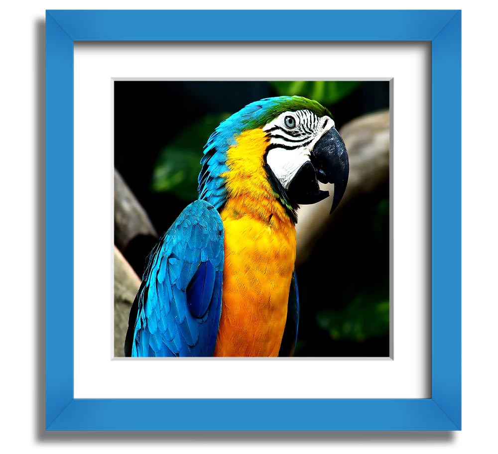 A vibrant square framed print of a parrot, showcasing detailed colors and textures, ready to hang on a wall.