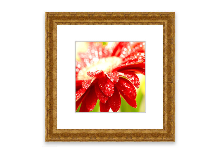 A vibrant red flower framed print, beautifully handmade in the UK, showcasing multiple frame color options.