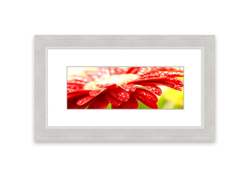 A vibrant red flower framed print, beautifully handmade in the UK, showcasing multiple frame color options.