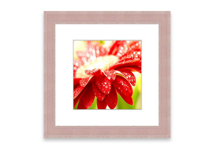 A vibrant red flower framed print, beautifully handmade in the UK, showcasing multiple frame color options.