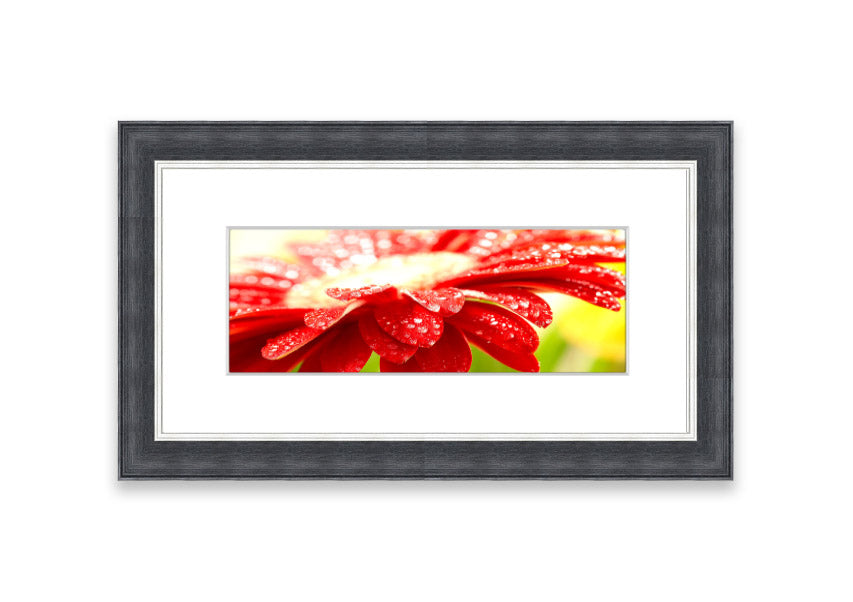 A vibrant red flower framed print, beautifully handmade in the UK, showcasing multiple frame color options.